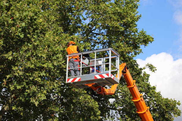 Atoka, OK  Tree Services Company