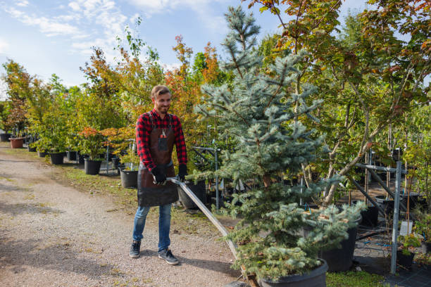 Why Choose Our Tree Removal Services in Atoka, OK?